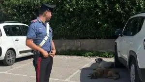 cani trovati cortile scuola serino