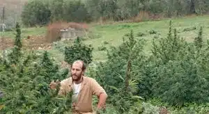 Coltivava cannabis light, assolto agricoltore di Caggiano