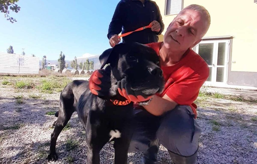 india cane corso sguardo triste vallo diano