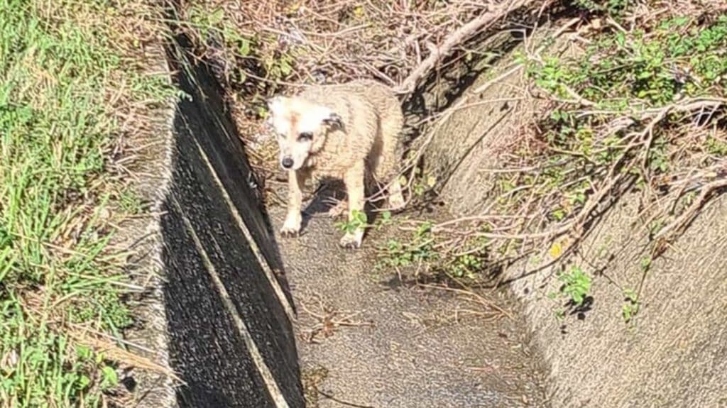 Eboli, cane ferito salvato dalla Polizia Stradale