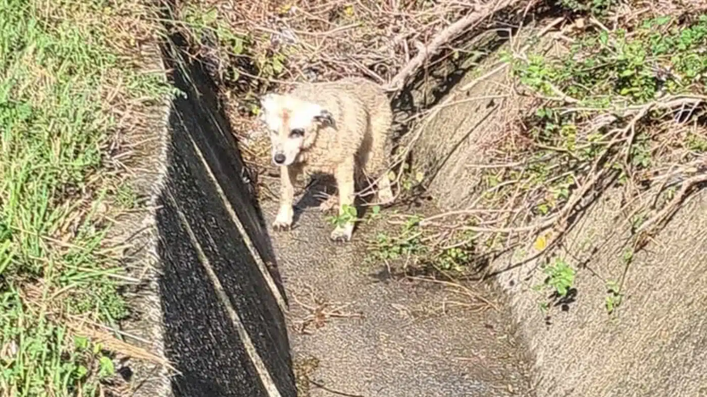 Eboli, cane ferito salvato dalla Polizia Stradale