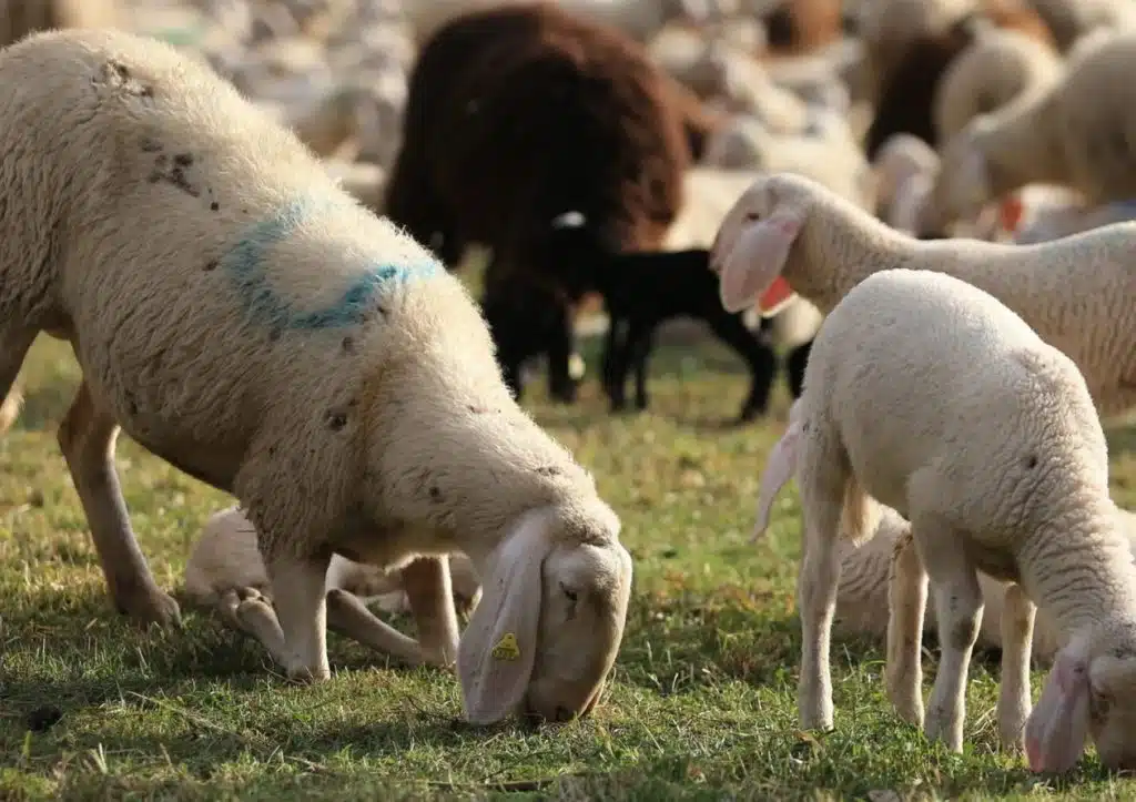 Lingua blu, strage di animali nell'oristanese: emergenza virale