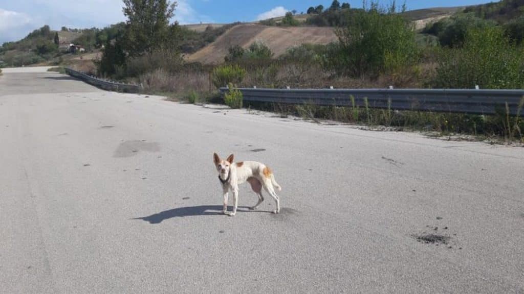 cagnolina massa tumorale mammella abbandonata benevento