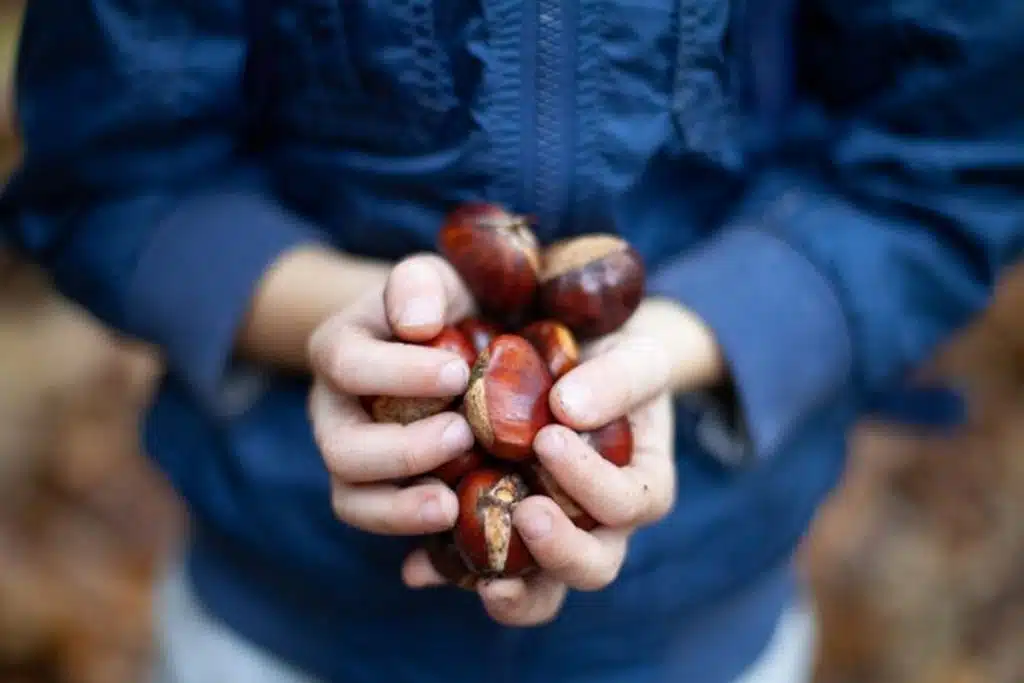 roccadaspide scivola castagne frattura piede