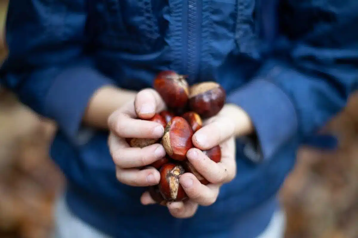 roccadaspide scivola castagne frattura piede