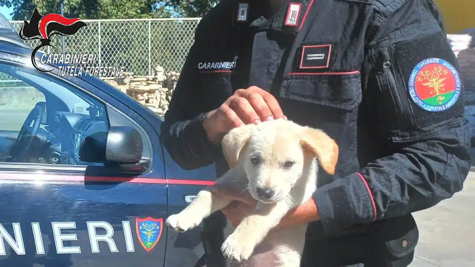 Montella, commerciante vendeva cani abusivamente: denunciato