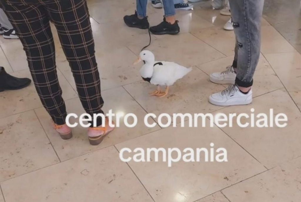 centro commerciale campania anatra guinzaglio