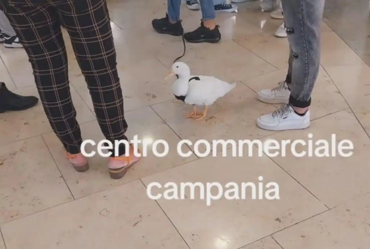 centro commerciale campania anatra guinzaglio