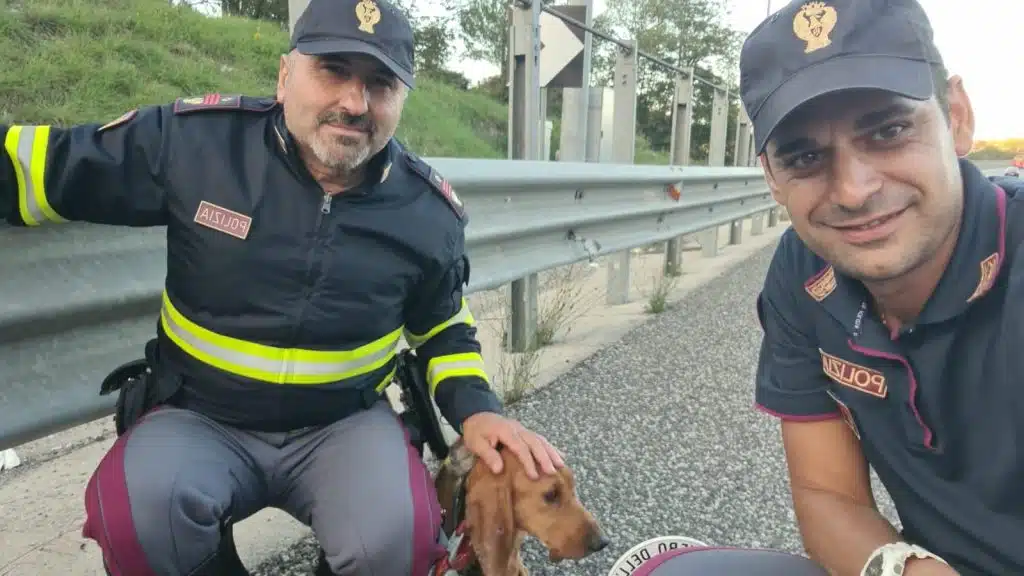 Cagnolina autostrada salvata Polizia Eboli