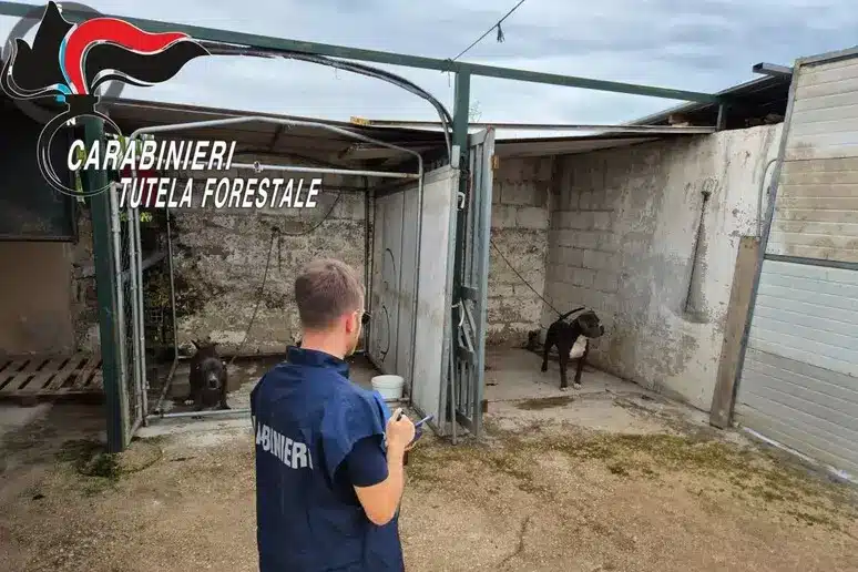 Allevamento cani sequestro Caserta