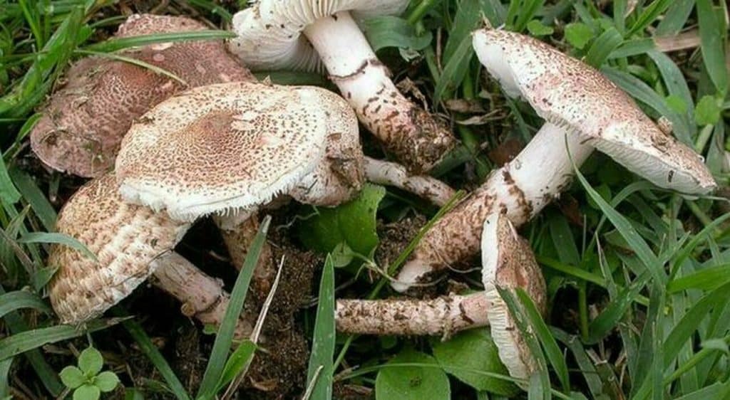 treviso madre figlio avvelenati funghi insufficienza epatica