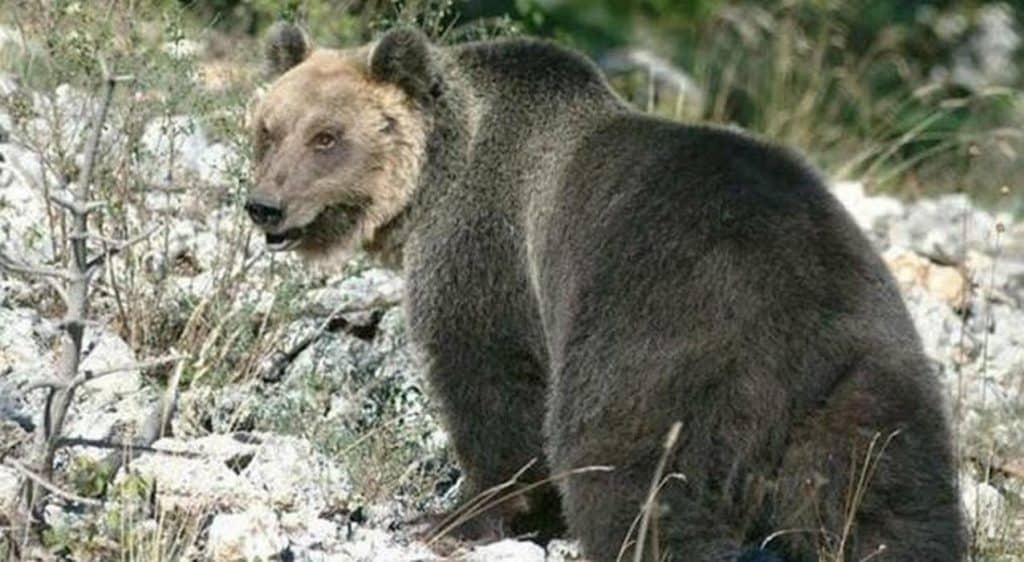 orso aggredisce fungaiolo trentino 19 ottobre