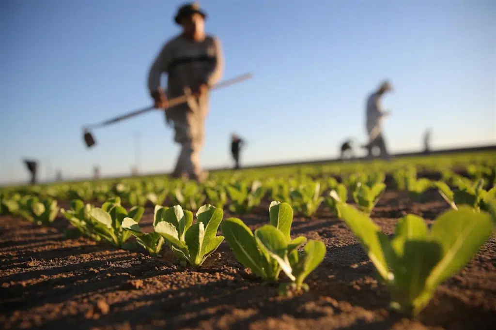 Agricoltura