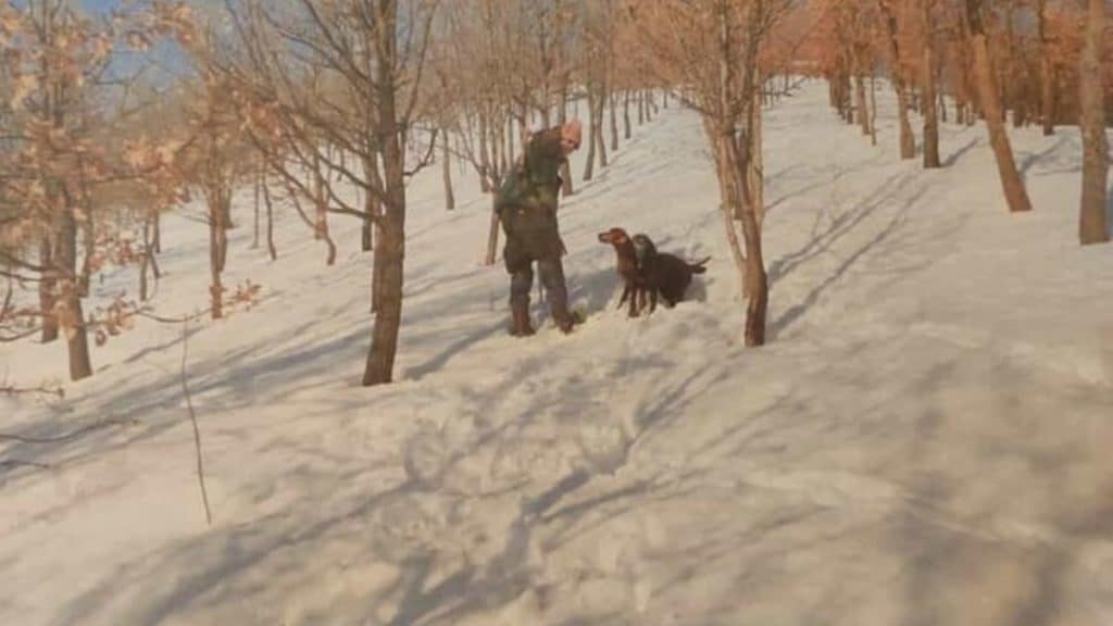 tombino salvare cane morto bologna