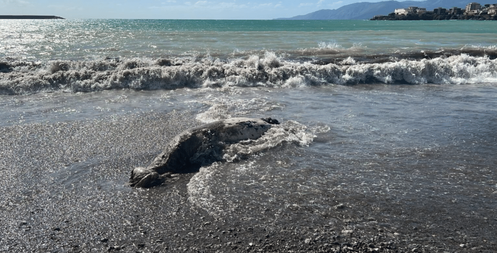 Sapri carcassa balenottera azzurra