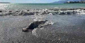 Sapri carcassa balenottera azzurra