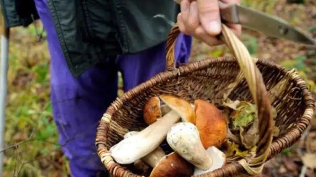 Giffoni Valle Piana cercatore funghi morto scarpata