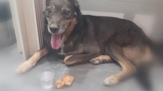 cane morto cava de' tirreni balcone tuoni