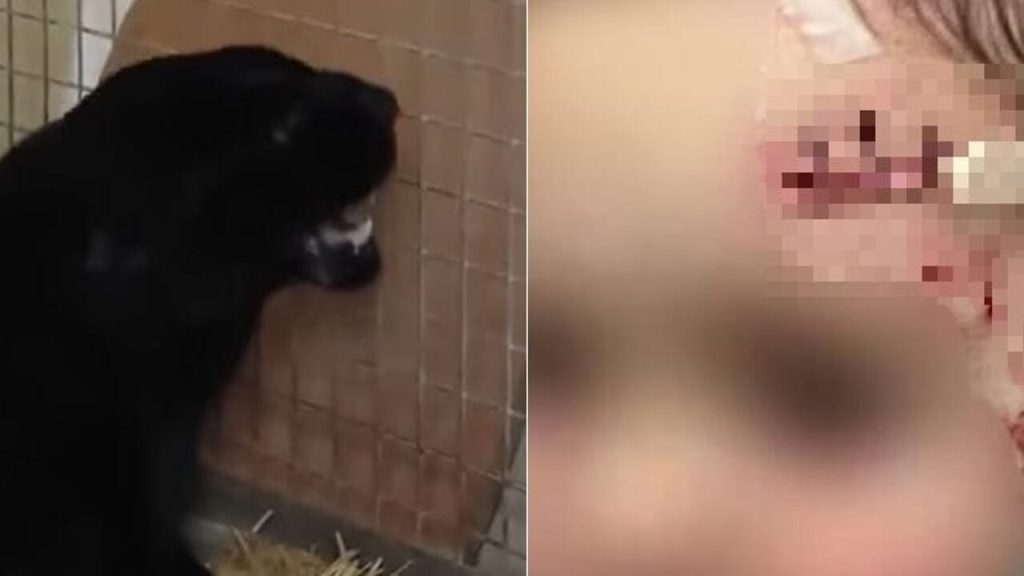 Fa uscire pantera dalla gabbia per una foto col figlio, l'animale sfregia il piccolo di 3 anni