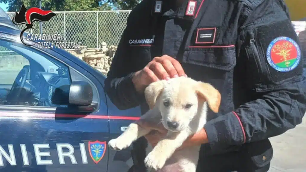 traffico illecito animali montella denunciato commerciante