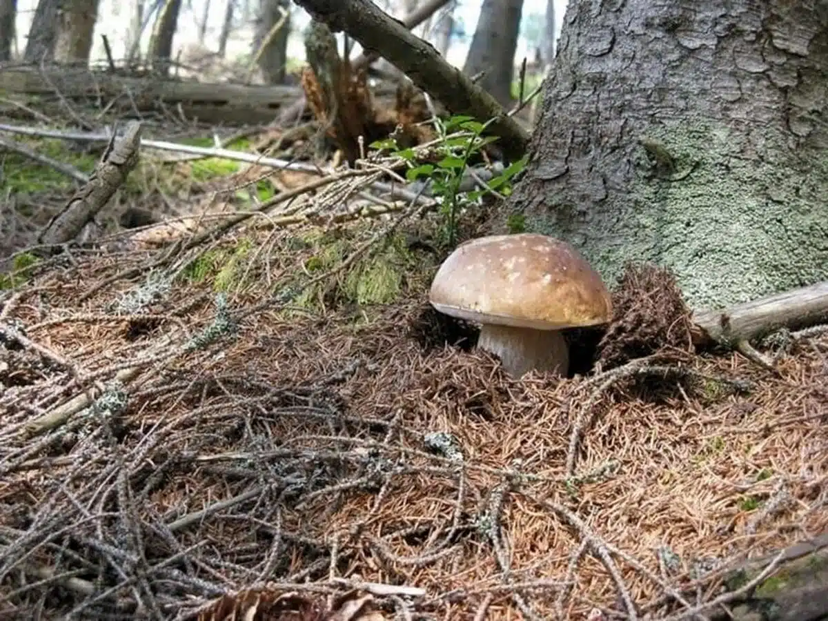 calabritto sospetta intossicazione funghi anziani ospedale