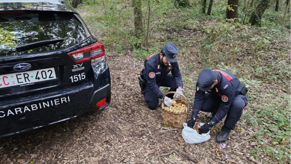 caserta raccoglie funghi oasi wwf denunciato