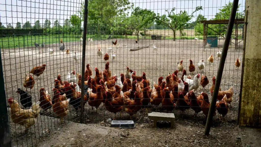 Ferrara focolaio influenza aviaria galline abbattere