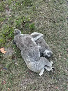 mamma koala e il suo piccolo