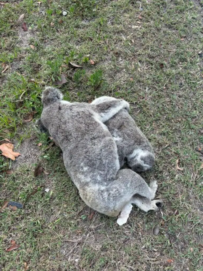 mamma koala e il suo piccolo