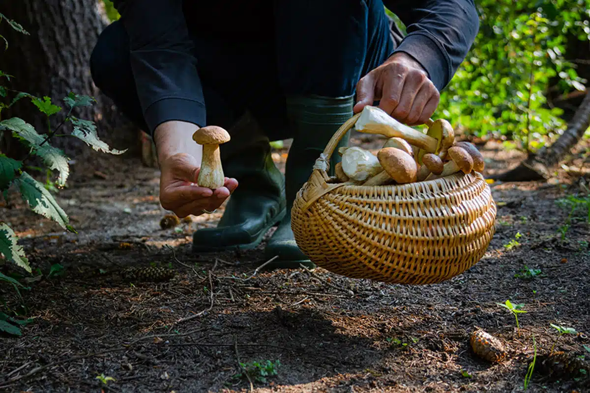 scivola morto pistoia funghi 5 ottobre