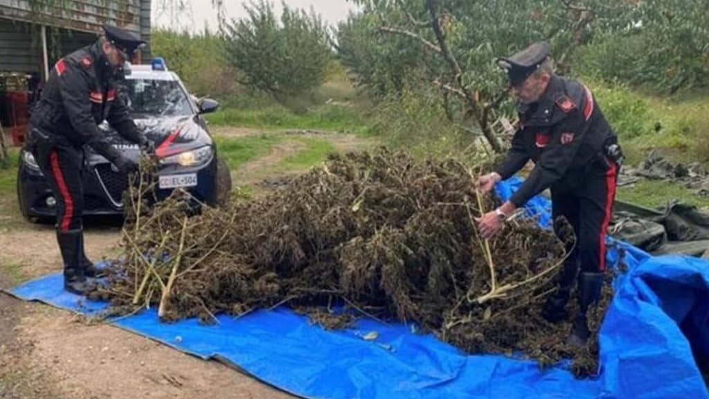 Sessa Aurunca, sequestro di 42 kg di marijuana per un valore complessivo di 120mila euro: 4 arresti