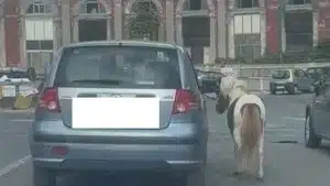 napoli traina cavallo auto video virale