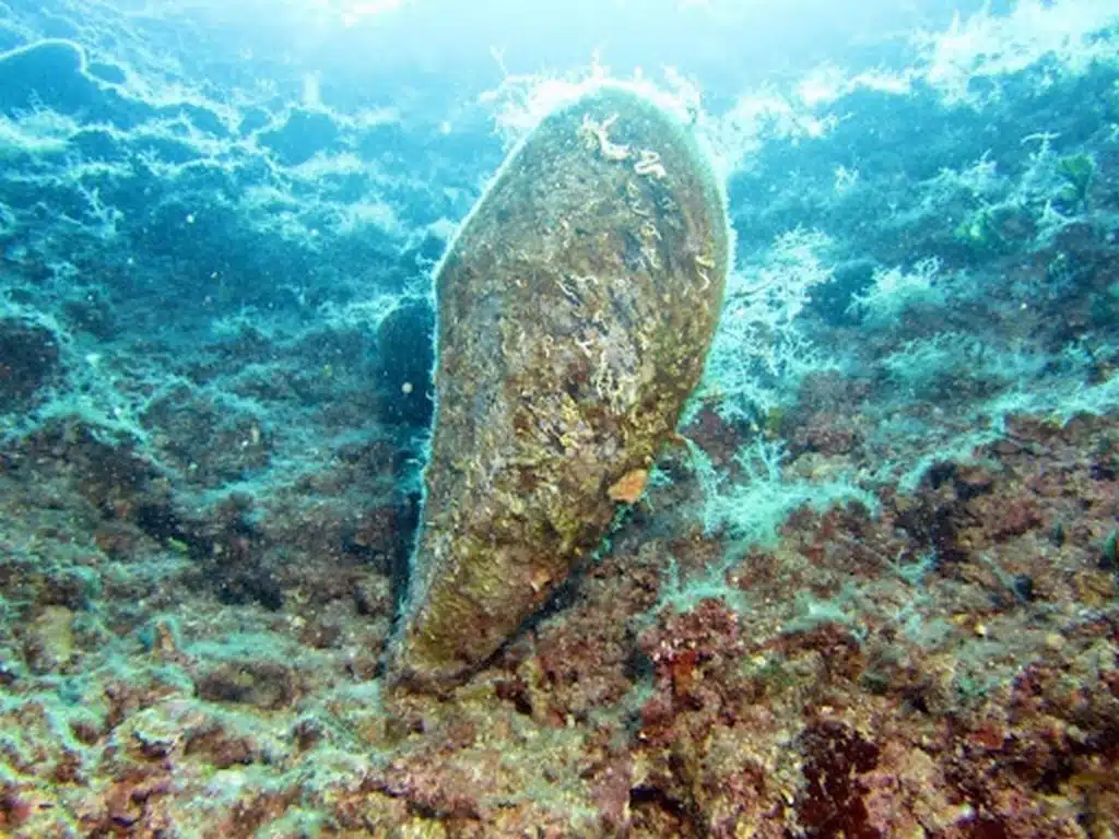 Punta Campanella trovata rara Nacchera Mare