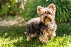 Viterbo ladri svaligiano casa uccidono cane