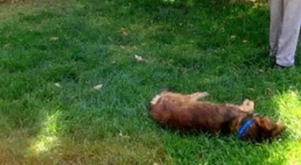 Ceraso, è morto Paolo, il cane adottato dalla comunità