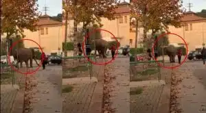 Terni, elefante cammina in strada: scoppia la polemica