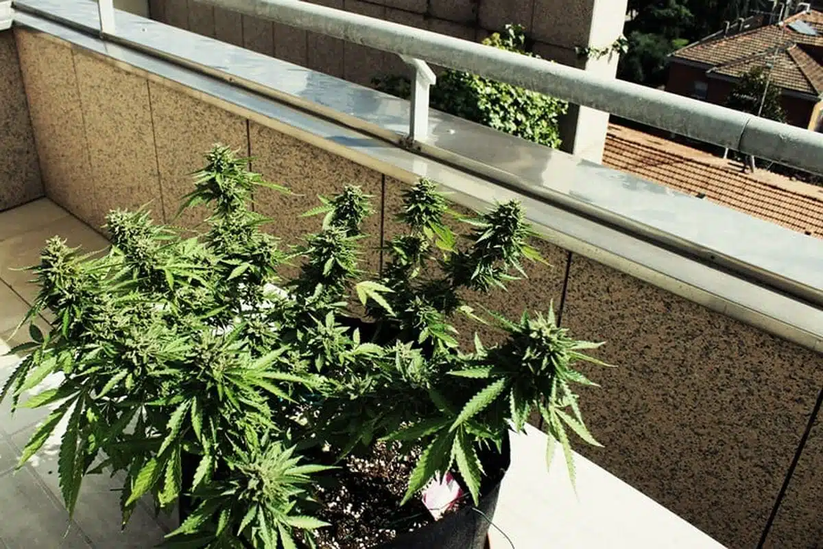 pianta marijuana balcone amorosi