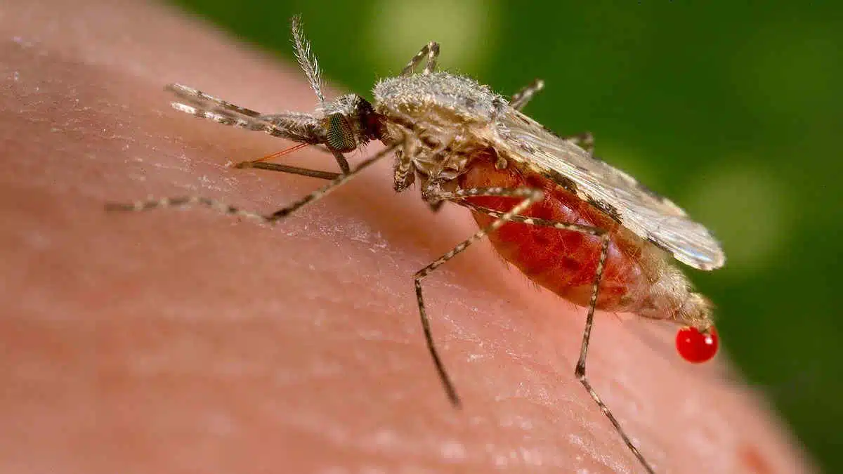 caso malaria autoctono verona