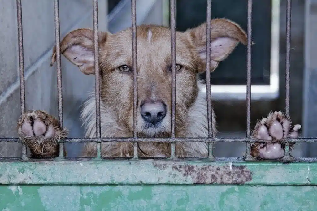 Capaccio Paestum bonus 300 euro chi adotta cane randagio