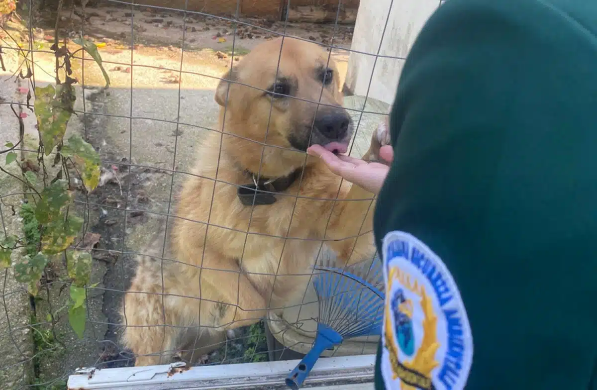 cani condizioni igieniche critiche santa maria castellabate