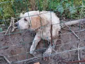 Policastro salvato cane legato cappio ferro