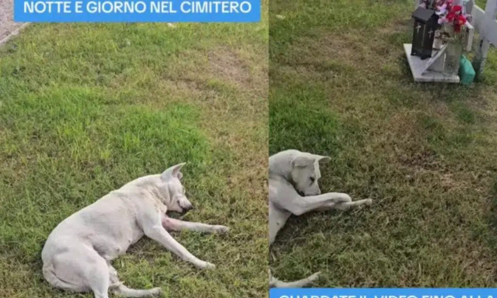 cane padrone cimitero castel volturno video virale