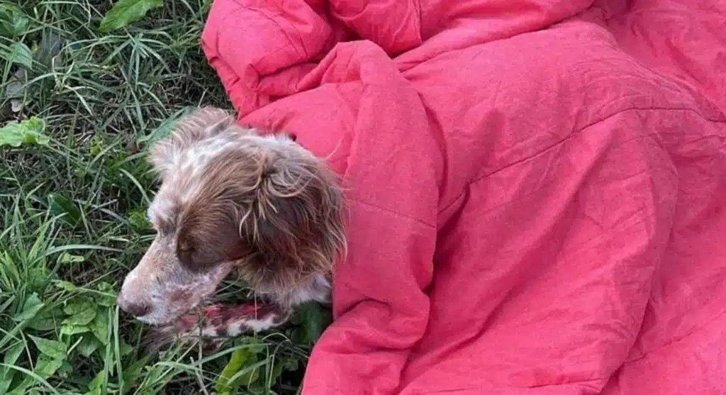 eboli incidente ferita cagnolina