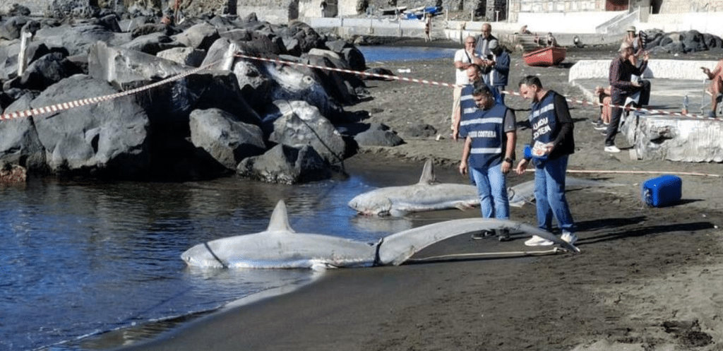 Squali volpe morti Torre Greco pescati abbandonati