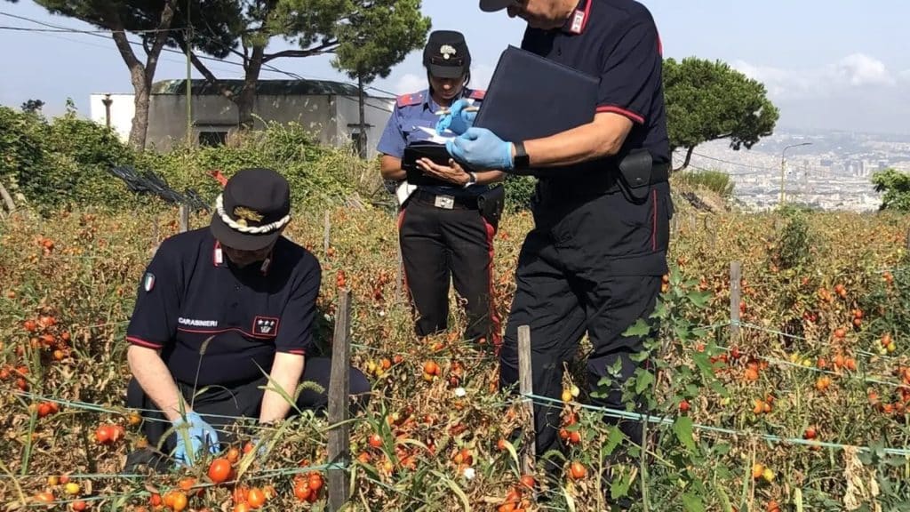 Frode alimentare a Sant’Anastasia, sequestrati 35 kg di pomodorini del Piennolo del Vesuvio contraffatti