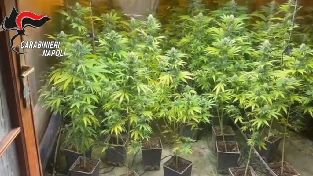 varcaturo arresti coltivazione cannabis