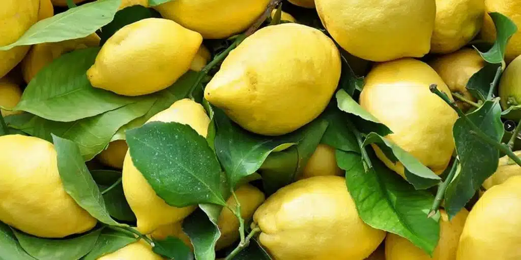 Maiori, rissa tra venditori di limoni: caos in Costiera Amalfitana