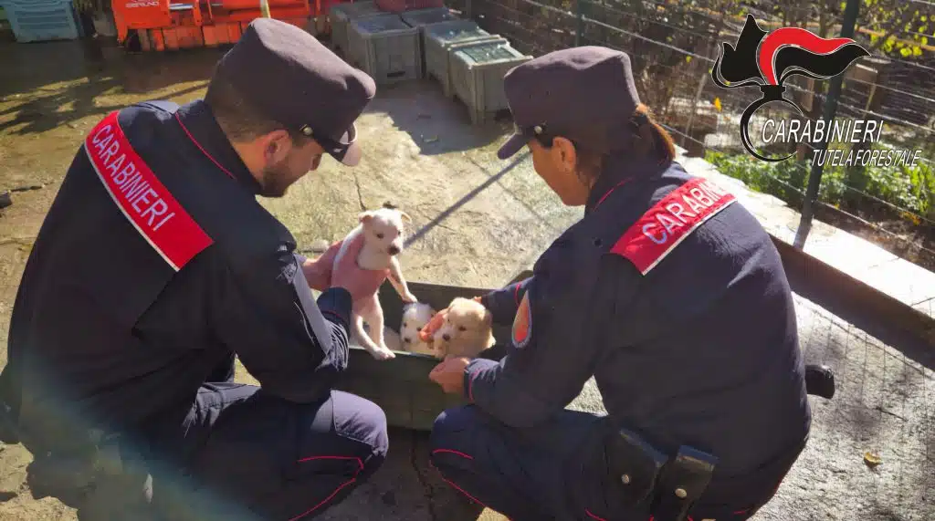 montefredane cuccioli abbandonati salvati carabinieri