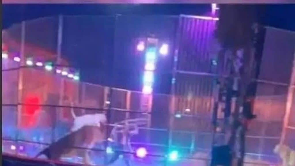 I leoni si azzuffano, paura al circo di Licola. Gli animalisti accusano: “Maltrattati”