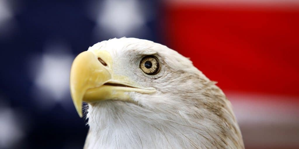 aquila simbolo stati uniti america